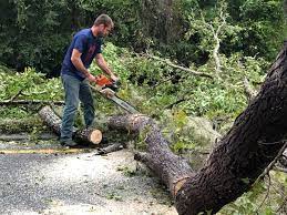 Best Tree and Shrub Care  in Crosby, ND