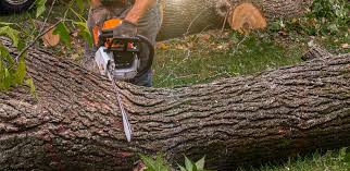 Best Storm Damage Tree Cleanup  in Crosby, ND