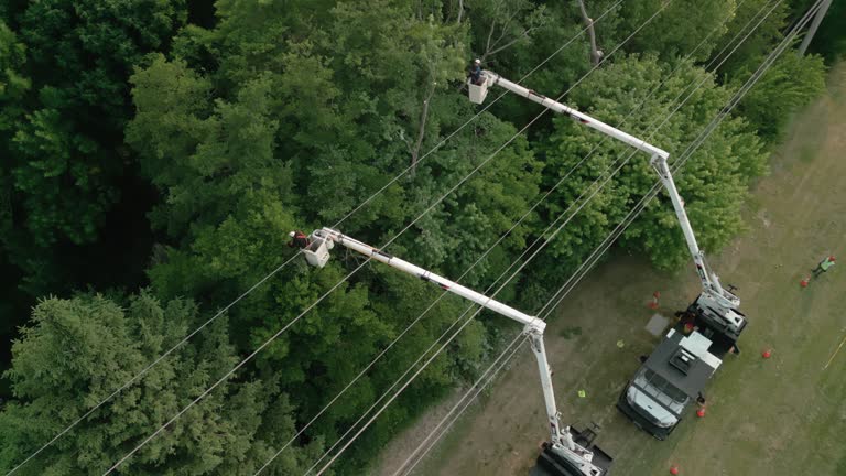 Best Tree and Shrub Care  in Crosby, ND