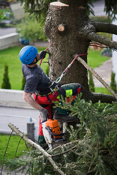 Best Storm Damage Tree Cleanup  in Crosby, ND