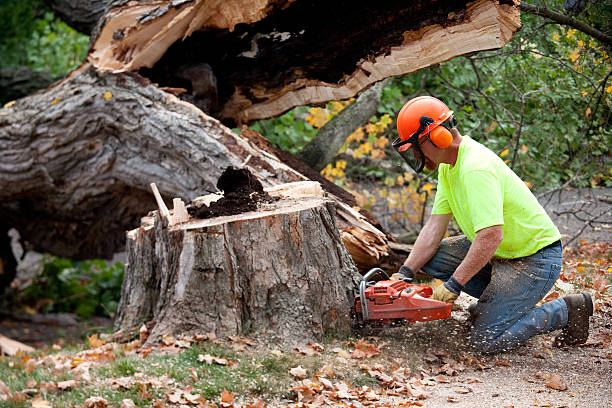 Best Tree and Shrub Care  in Crosby, ND