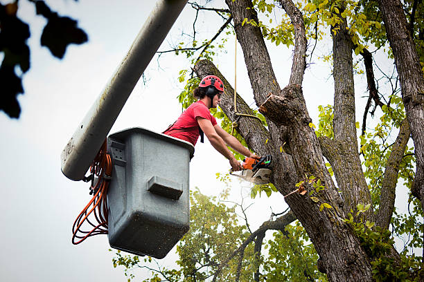 Best Firewood Processing and Delivery  in Crosby, ND